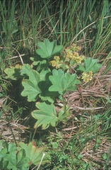 Alchemilla xanthochlora