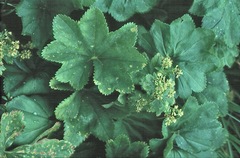 Alchemilla xanthochlora