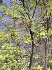Helicia rengetiensis