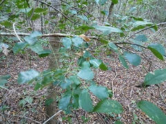 Pithecellobium unguis-cati