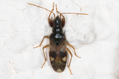Pseudopamera nitidula