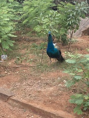 Pavo cristatus