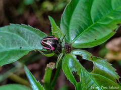 Stiretrus bifrenatus