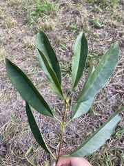 Photinia lasiopetala