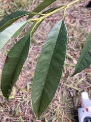 Photinia lasiopetala