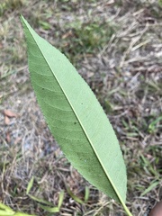 Photinia lasiopetala