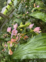 Phaius mishmensis