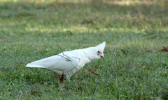 Cacatua sanguinea gymnopis