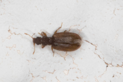 Cartodere constricta