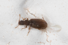 Cartodere constricta