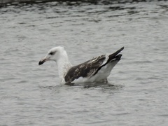 Larus marinus