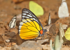 Prioneris clemanthe
