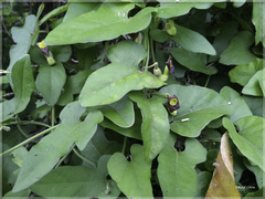 Aristolochia shimadae