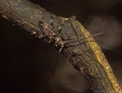 Stenellipsis pantherina