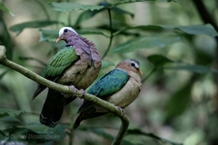 Chalcophaps indica robinsoni