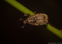 Psepholax egerius