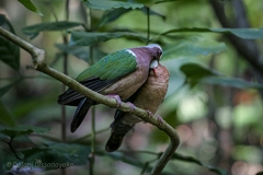 Chalcophaps indica robinsoni