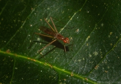 Eurybatinae