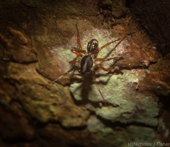 Euasteron enterprise