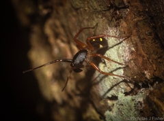 Euasteron enterprise