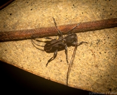 Stenellipsis cruciata