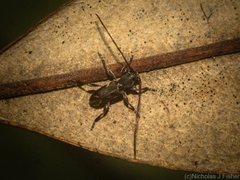 Stenellipsis cruciata