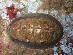 Tonicella insignis