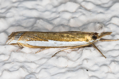 Crambus sperryellus