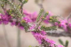 Melaleuca suberosa