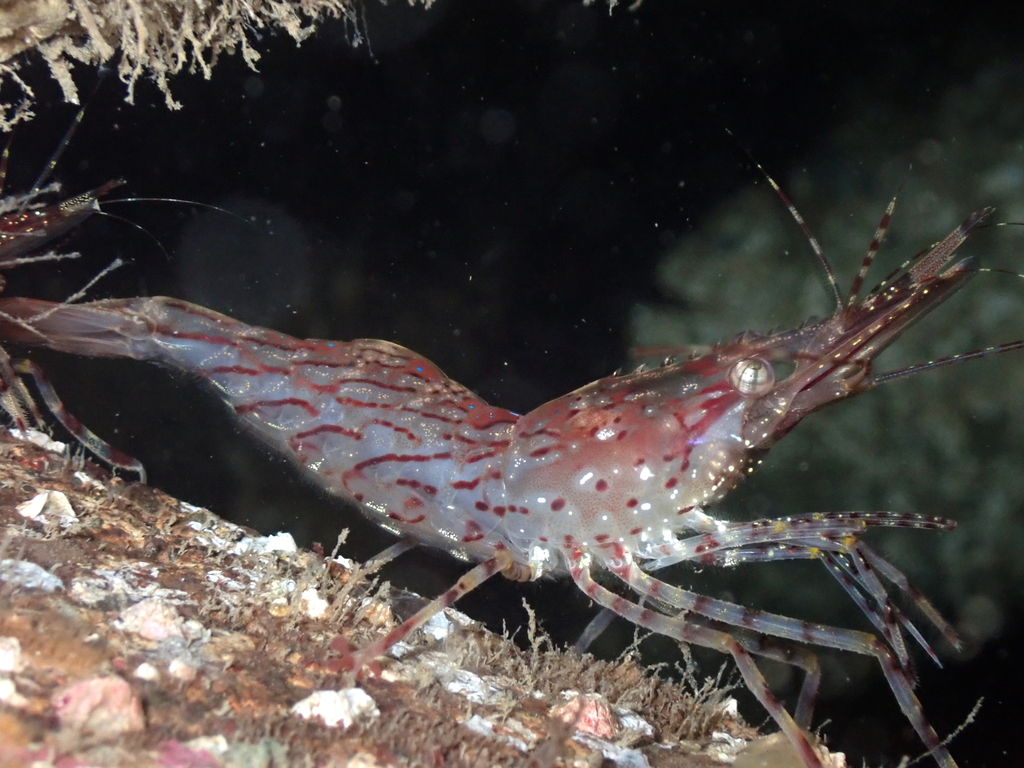 Dock Shrimp