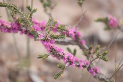 Melaleuca suberosa