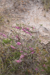 Melaleuca suberosa