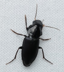 Gnathaphanus philippensis