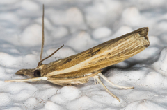 Fissicrambus profanellus