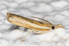 Fissicrambus intermedius