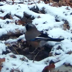 Garrulus glandarius japonicus