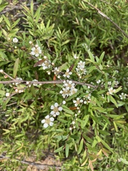 Leptospermum polyanthum