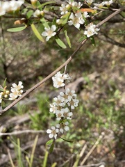 Leptospermum polyanthum
