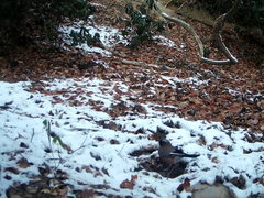 Garrulus glandarius japonicus