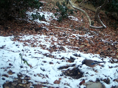 Garrulus glandarius japonicus