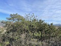 Ceanothus verrucosus
