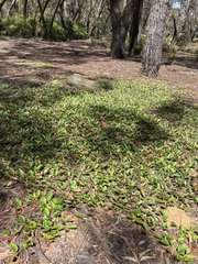 Grevillea laurifolia