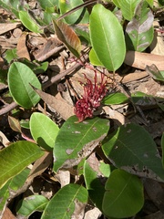 Grevillea laurifolia