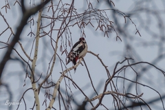 Dendrocopos major