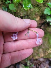 Streptocarpus confusus