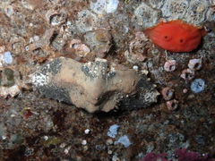 Cryptolithodes typicus