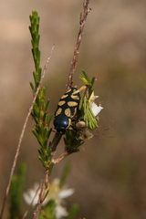 Castiarina adelaidae