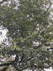 Trochodendron aralioides