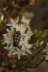 Castiarina adelaidae