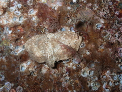 Cryptolithodes typicus